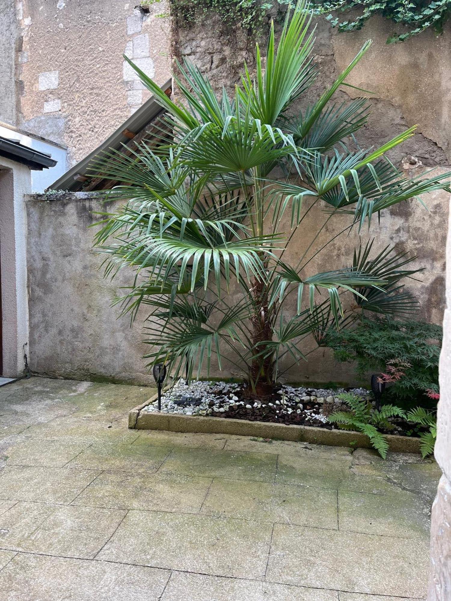 Cosy Appartement Hyper Centre Ville Avec Cour + Patio Auxerre Dış mekan fotoğraf
